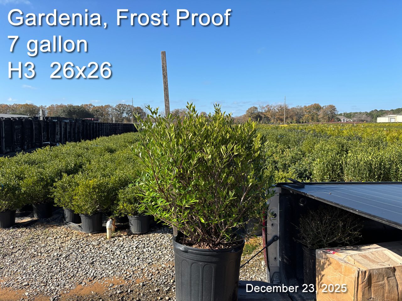 gallery/gfp7 h3 dec23.jpg